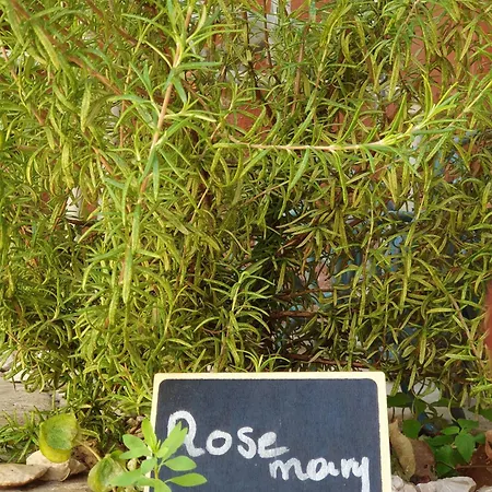 Yiannis Sokaki Detached House 度假居 Rhodes City