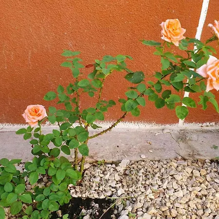 Yiannis Sokaki Detached House Dom wakacyjny Rhodes City